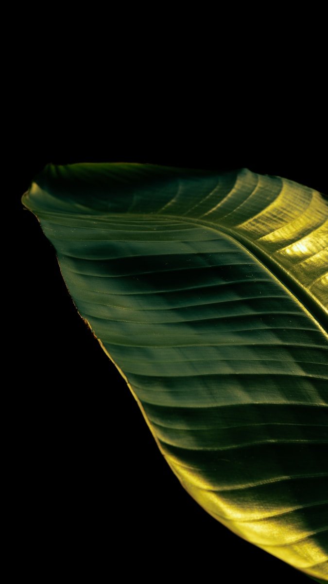 A large green leaf with yellow highlights on black.